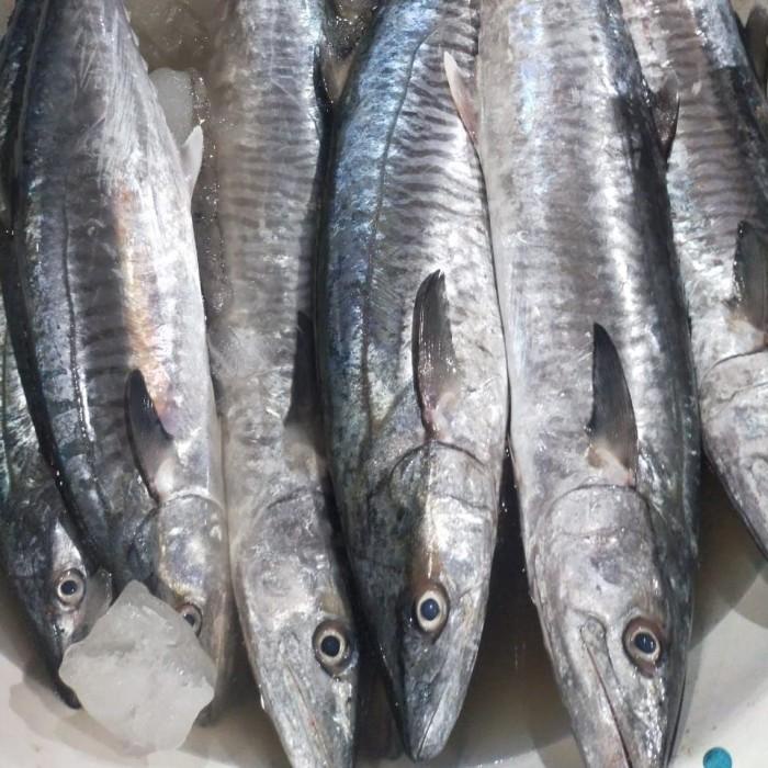 

Fisho | Ikan Tenggiri Segar Ready stock