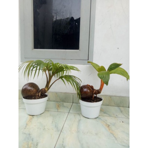 bonsai kelapa gading sudah jadi