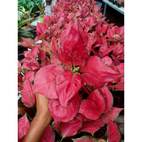 AGLONEMA RED ANJAMANI JUMBO TERMURAH / AGLONEMA TERMURAH / AGLONEMA / AGLONEMA MURAH