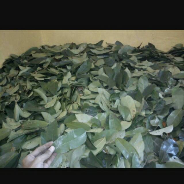 

Daun sirsak