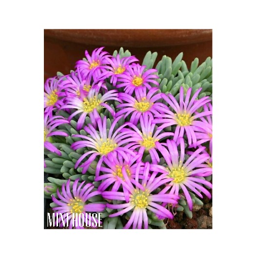 BIJI BIBIT BENIH KAKTUS LITHOPS IMPORT