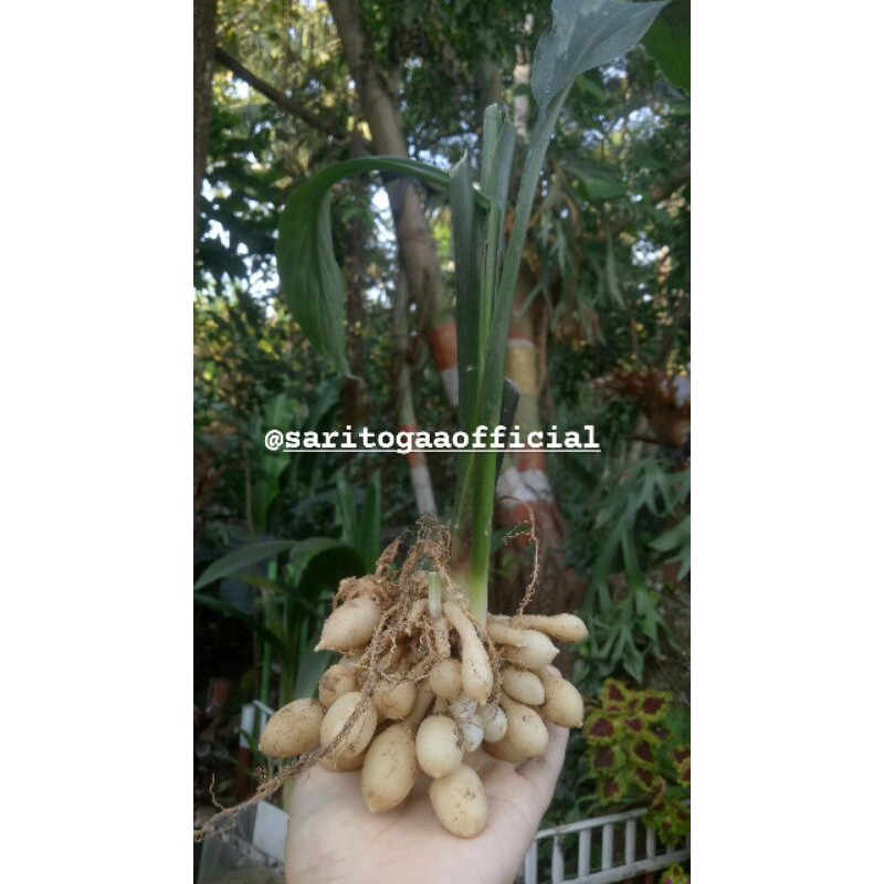 

TERMURAH TEMU PEPET 200g