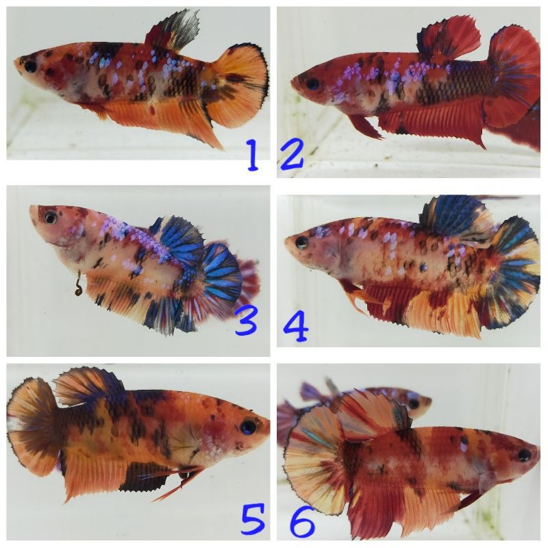 INDUKAN KOI GALAXY MULTI(FEMALE/BETINA)