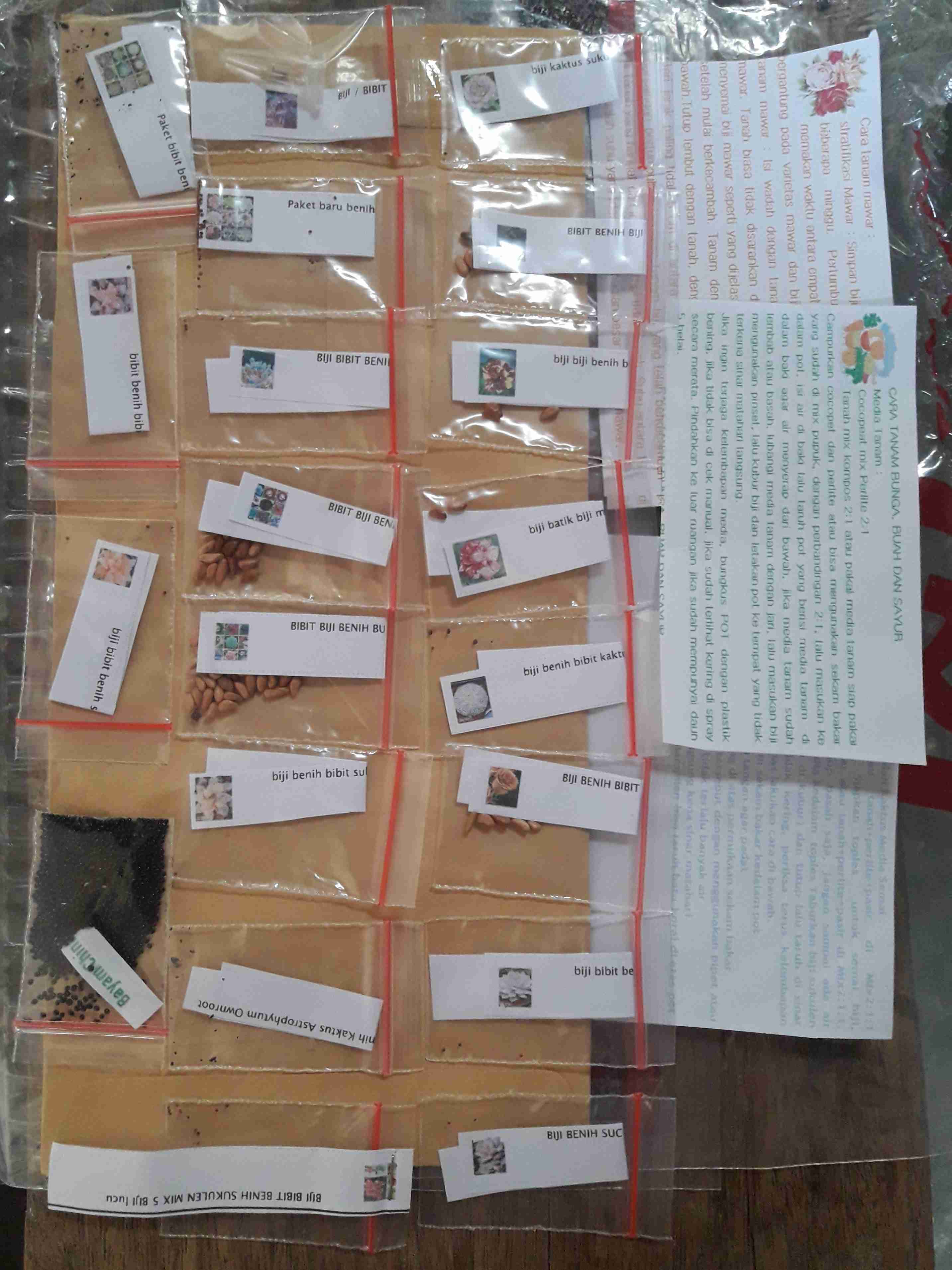 Biji Benih Bibit Kaktus Besar