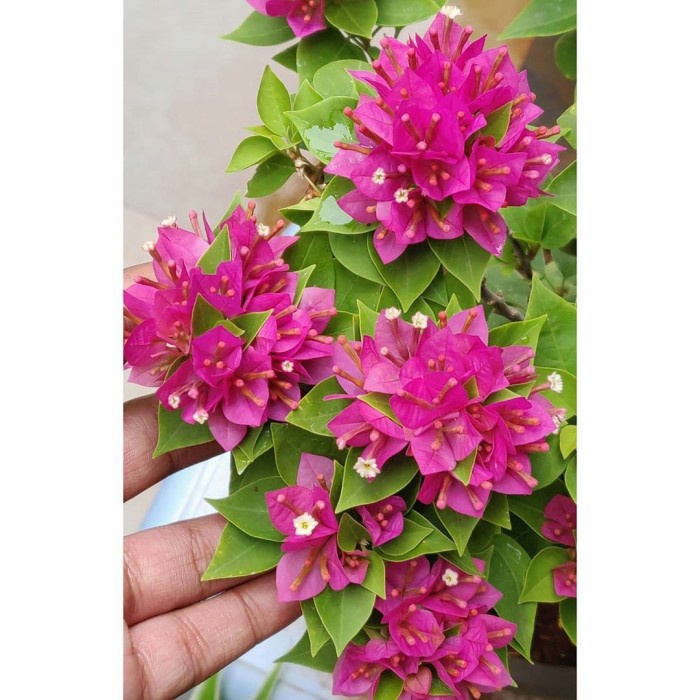Tanaman Hias hidup/Bougenville Singapore Pinx mikro(daun Kecil) -Tanaman Hidup- Bunga Hidup