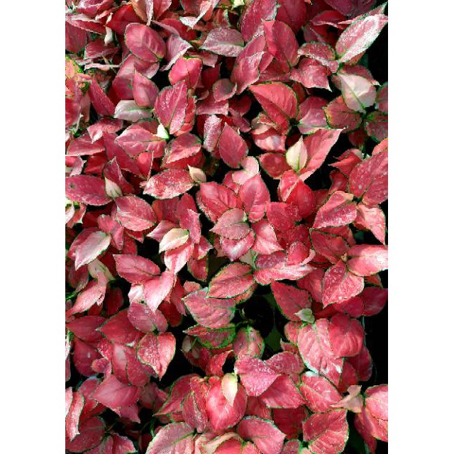 [✅COD] PINK ANJAMANI - (AGLONEMA REMAJA) / AGLONEMA PINK ANJA / PINKANJA MURAH/ AGLONEMA TERMURAH