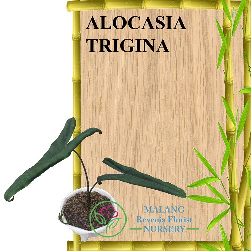 Tanaman Alocasia Trigina