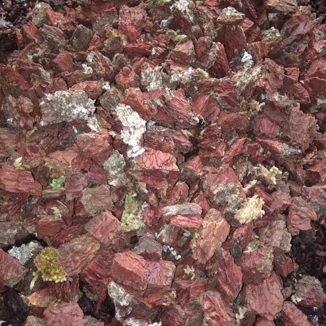 KULIT PINUS CACAH Media tanam anggrek