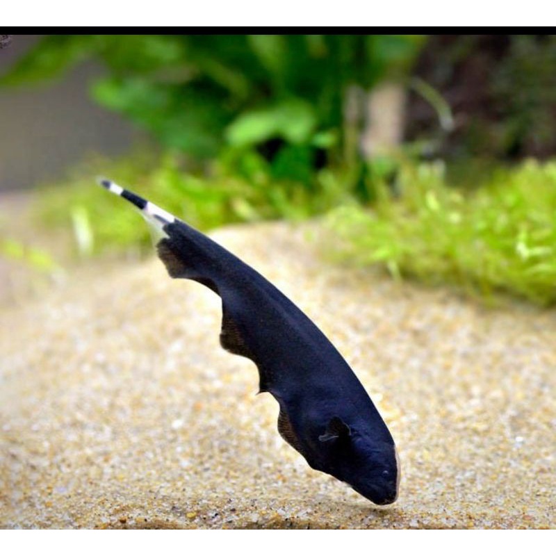 Ikan hias black ghost ikan hias aquascape