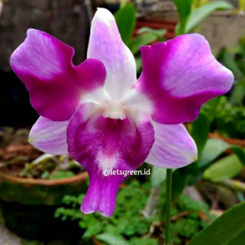 anggrek dendrobium dewasa spike