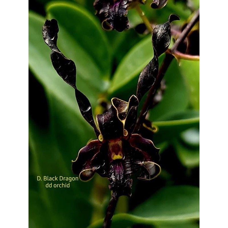 Anggrek Hitam Dendrobium Black Dragon