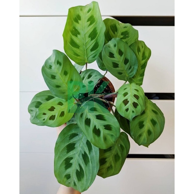 Calathea Maranta katak - tanaman hias bunga calathea /kalatea/chalatea levonero cantik berkualitas KEBUN KITA - BAKUL KEMBANG