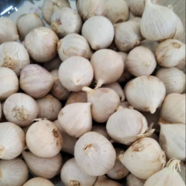 Bawang Lanang/bawang tunggal/bawang putih tunggal
