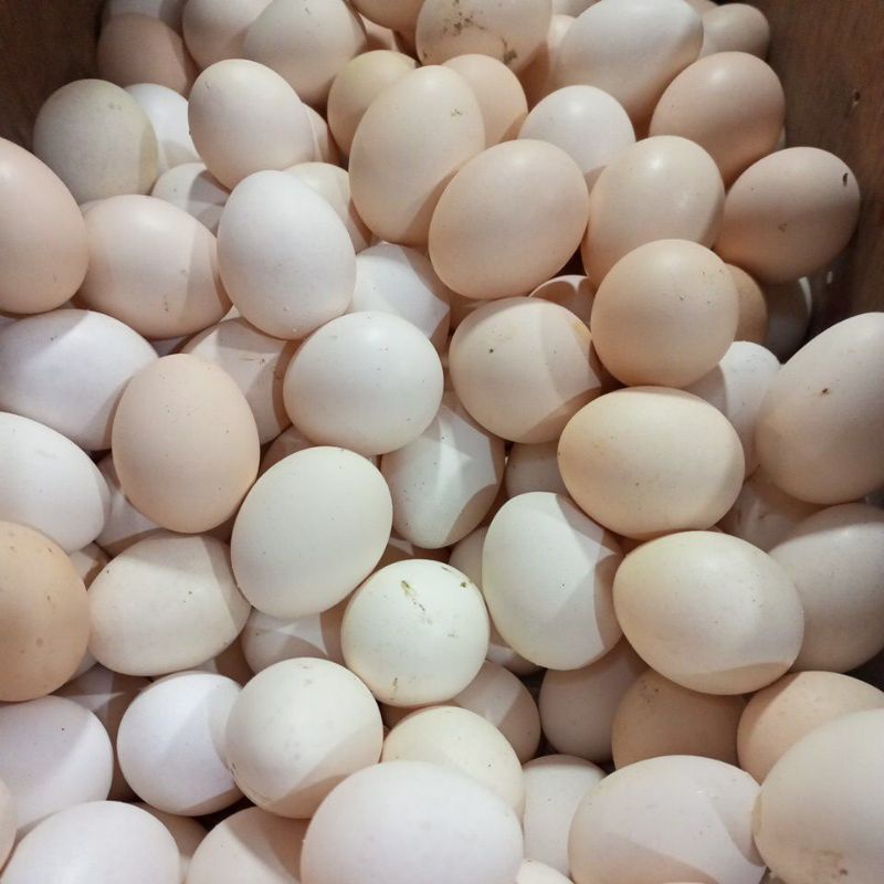 

Telur Kampung biasa