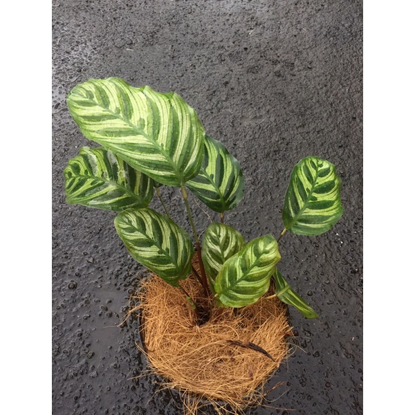 BABY CALATHEA MAKOYANA IMPORT