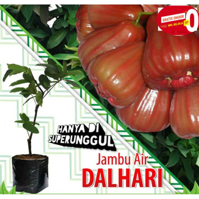 Bibit jambu dalhari super