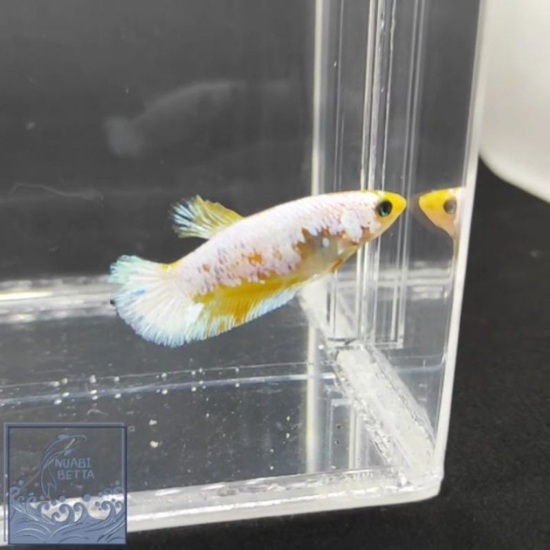 cupang female yellow fancy