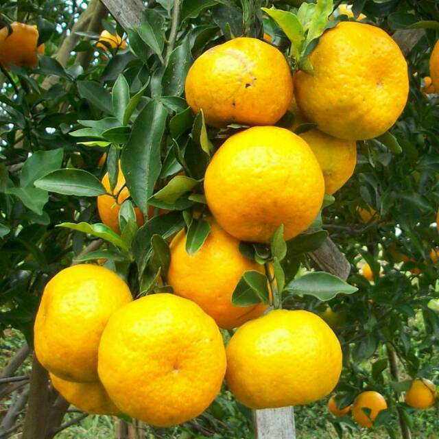 Bibit Tanaman Buah Jeruk Keprok Bali Tejakula 60cm