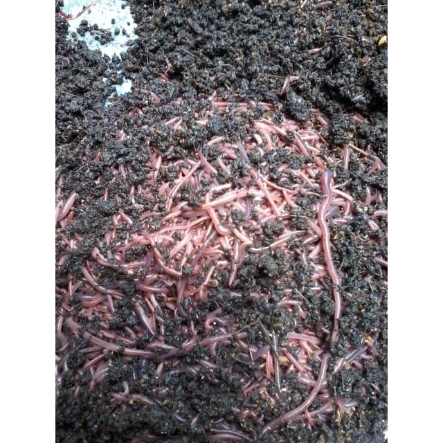 Pupuk Kascing-Vermicompost Organik