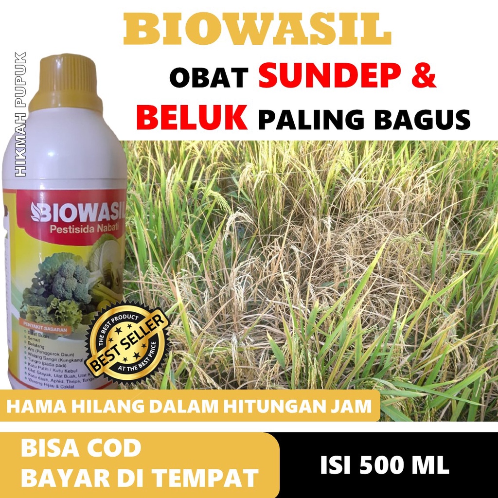 PESTISIDA MURAH BIOWASIL ATASI SUNDEP BELUK PADA TANAMAN PADI PALING AMPUH, Obat Hama Beluk Padi Pal