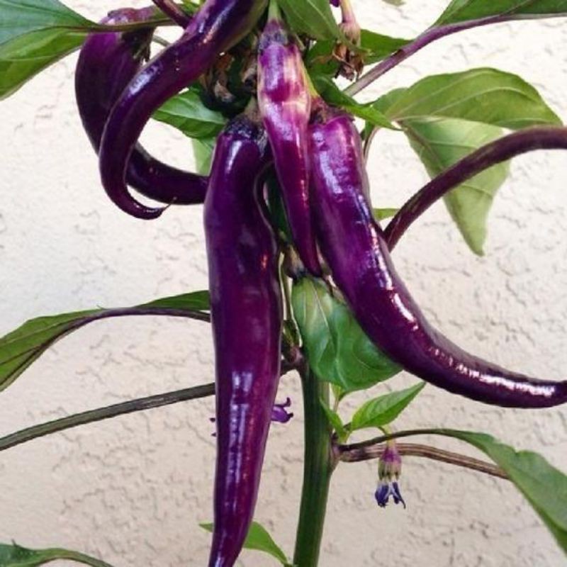 Biji Benih Cabe Hias Cabai Purple Cayenne