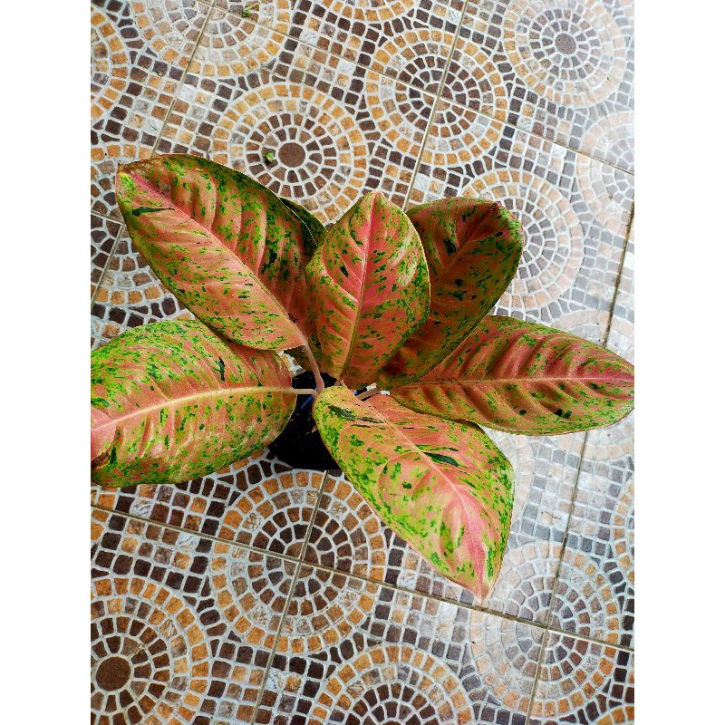 Aglonema Big Roy / Lulaiwan Induk JUMBO