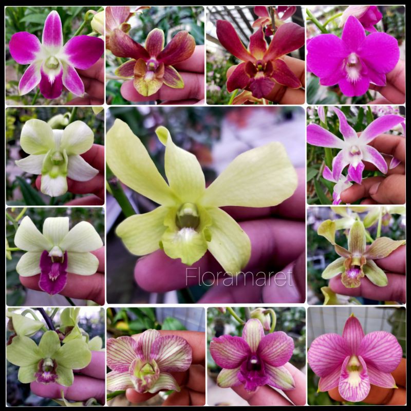 Anggrek dendrobium bulat - dendrobium bulat kupu