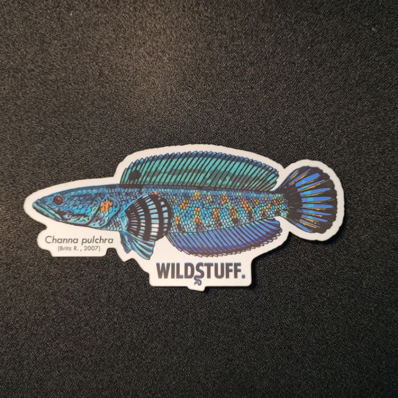 

STIKER IKAN CHANNA PULCHRA PREMIUM