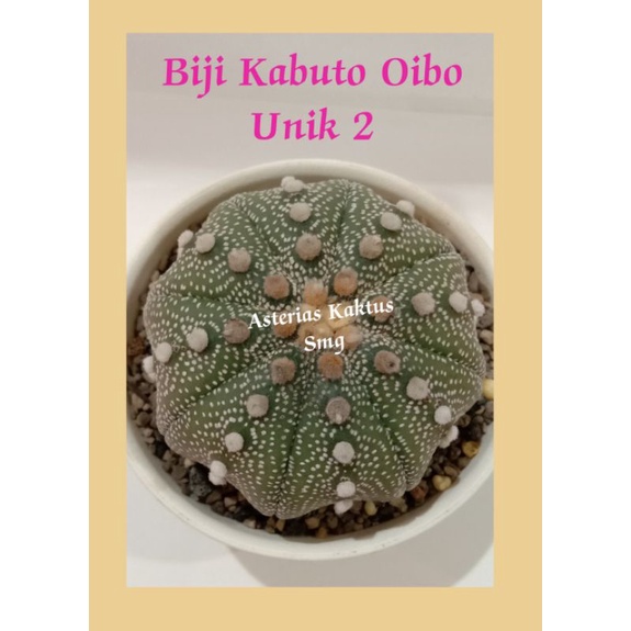 MURAH Biji Kaktus Astro Astrophytum Kabuto Oibo Unik 2