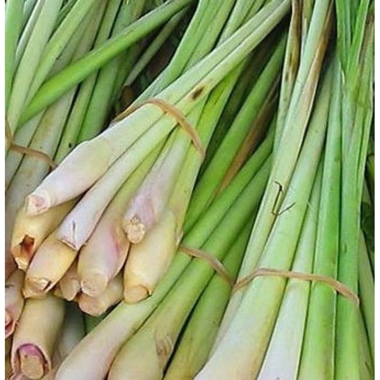 

sereh fresh sereh wangi