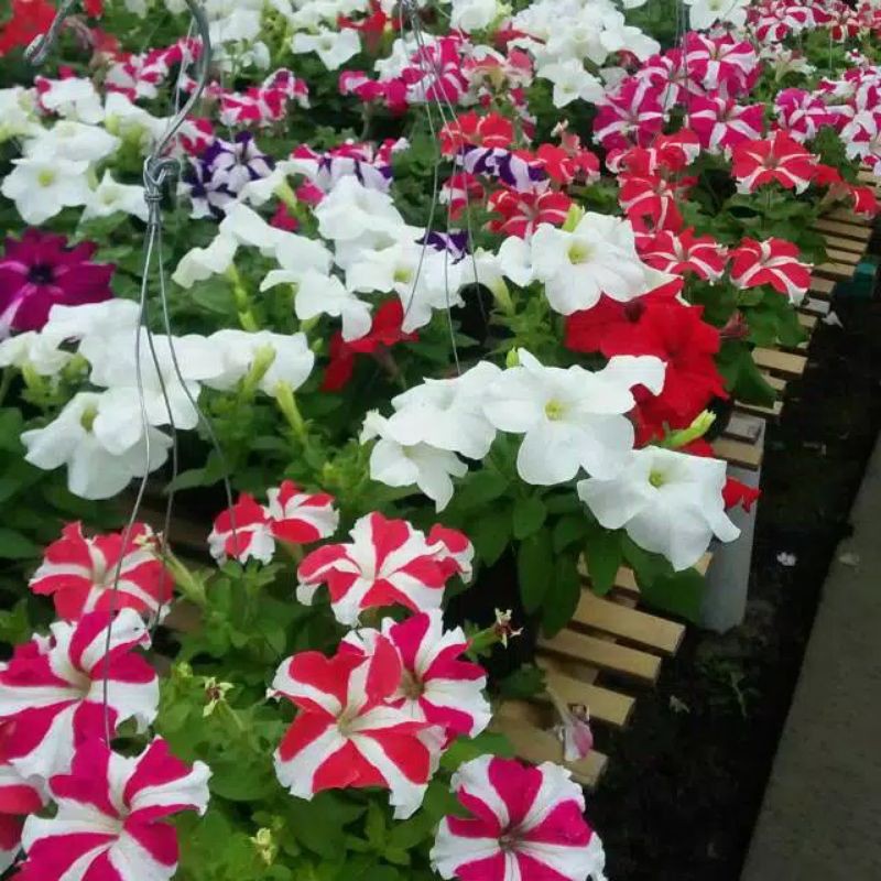 bunga gantung petunia