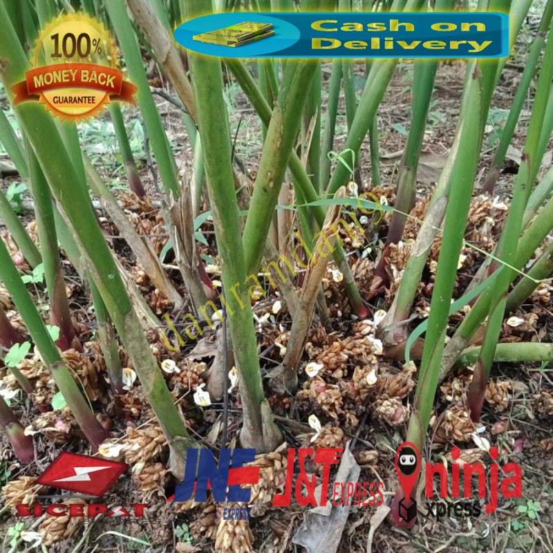 benih kapulaga hibrida.bibit kapulaga, bibit rempah kapulaga