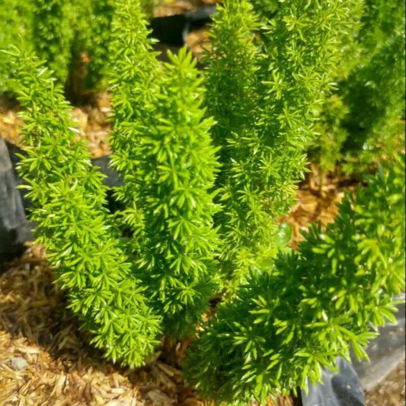 tanaman hias ekor tupai / pohon ekor tupai / ekor tupai / ekor tupai pohon