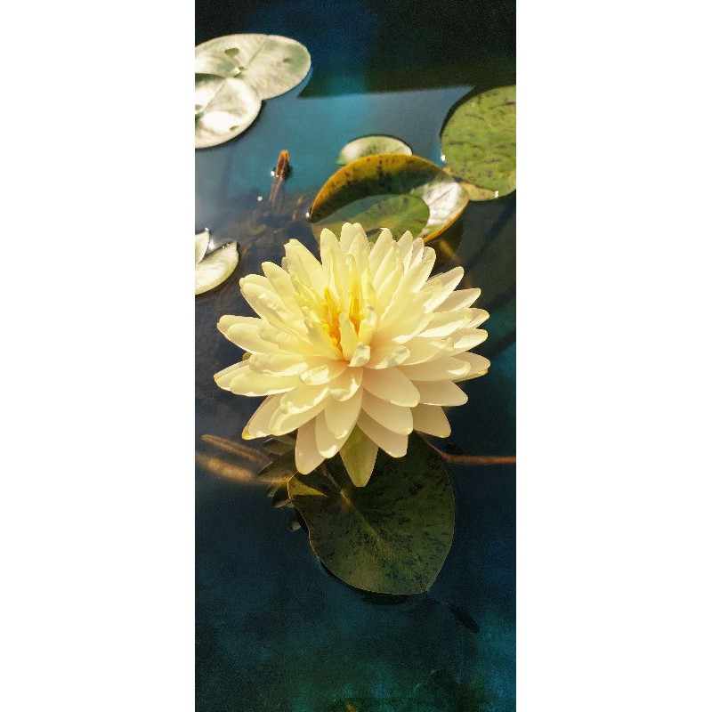 teratai lemon meringue