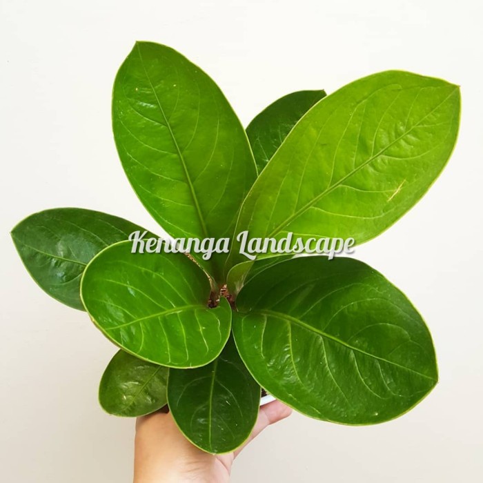 antorium jemani - tanaman hias antorium jemani - anthurium jenmanii