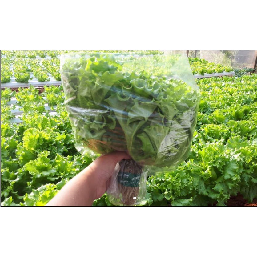 

Selada hidroponik 1 KG
