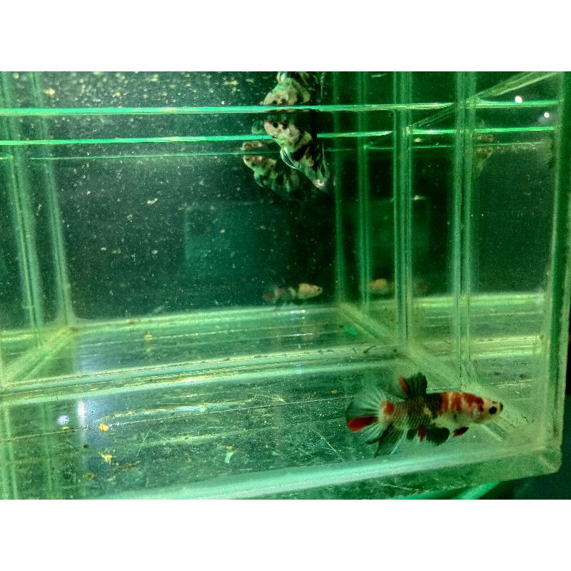 BAHAN IKAN CUPANG BLACK KOI GALAXY