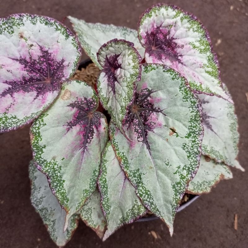 Jual Begonia Rex Pelangi | Shopee Indonesia