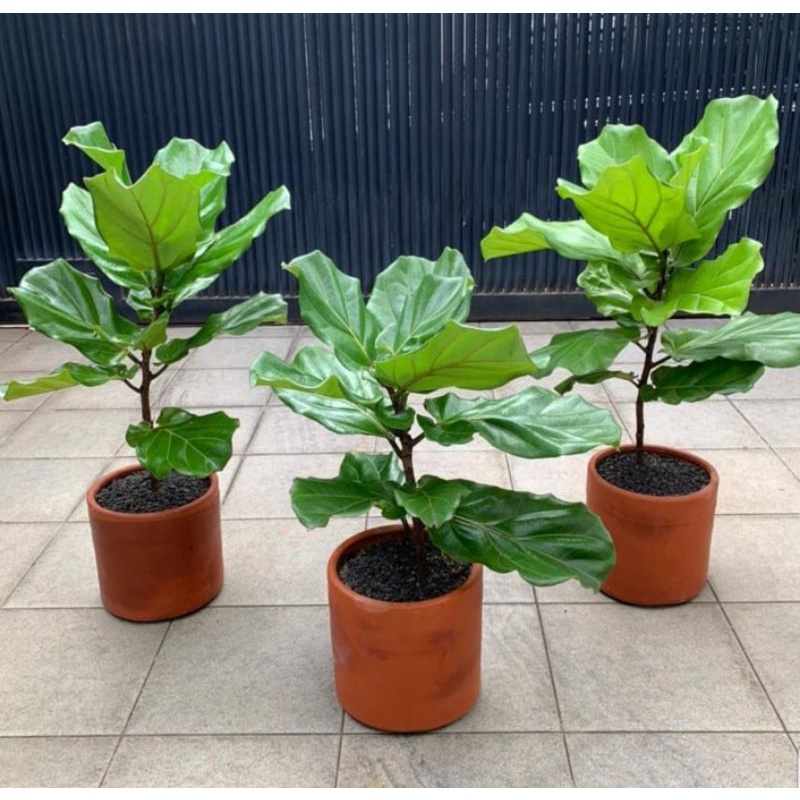 Ketapang Biola / Tapang Biola Cantik