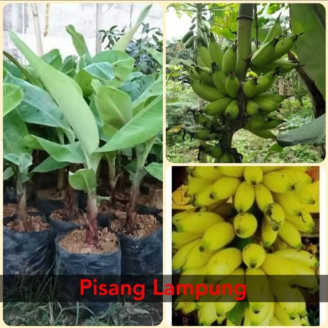 Bibit pohon pisang Lampung / tanaman pisang Lampung pilihan