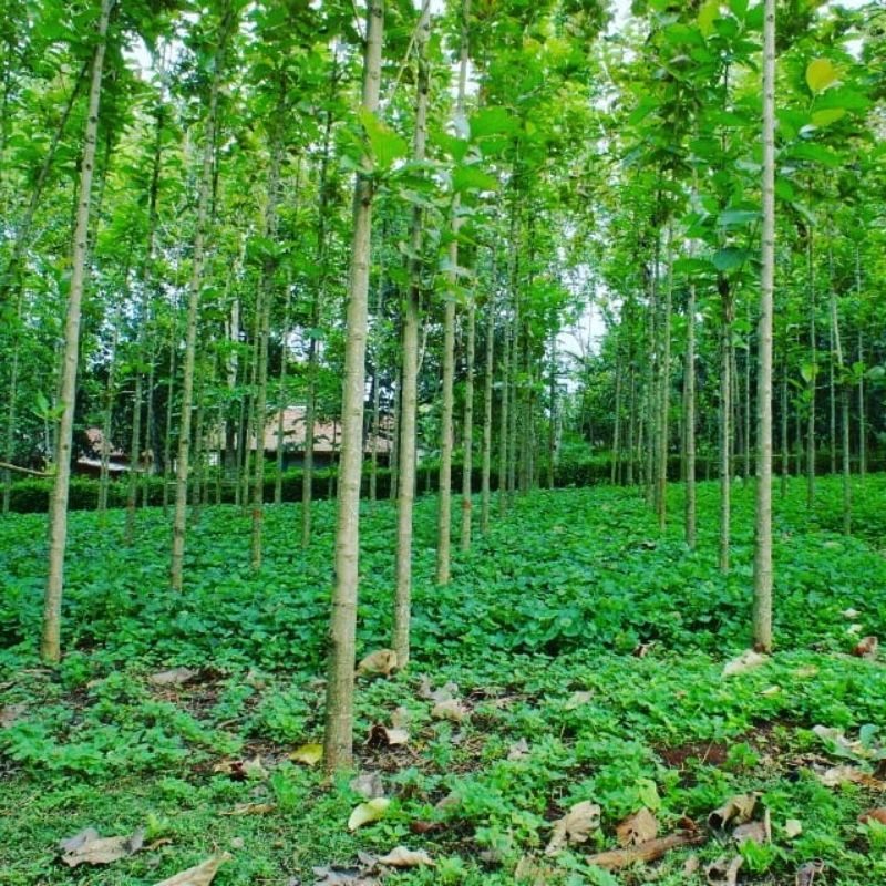 TERLARIS Tanaman pohon jati super KWALITAS SUPER