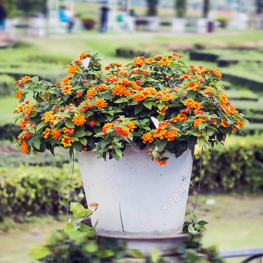 Lantana Camara Tembelekan Orange Pink Bibit Pohon Berakar Bonsai Tanaman Hias 2030