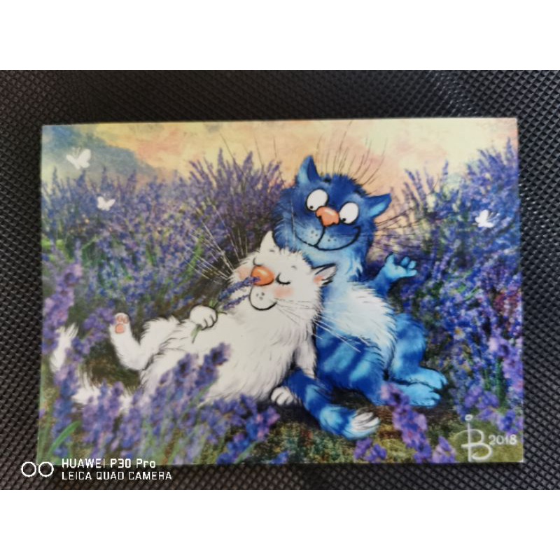

kartu pos bluecat/bluecat postcard