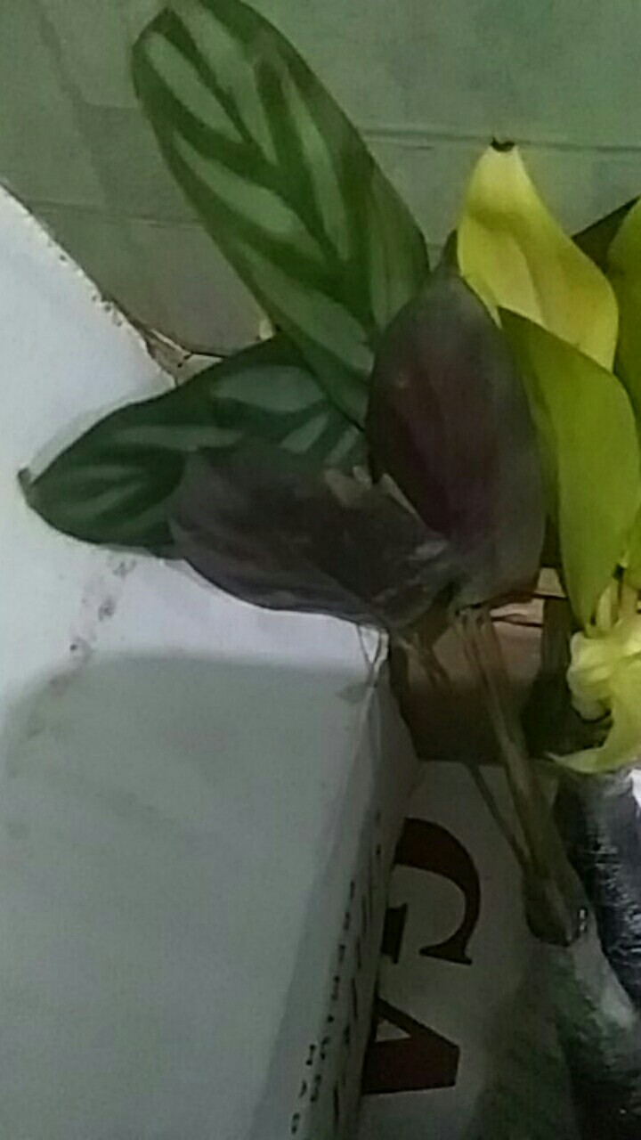 Tanaman Hias Calathea Sentosa