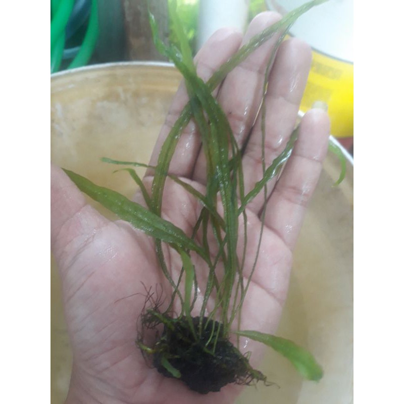 kadaka needle