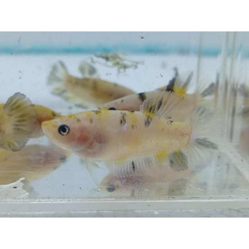 

kuntai yellow koi