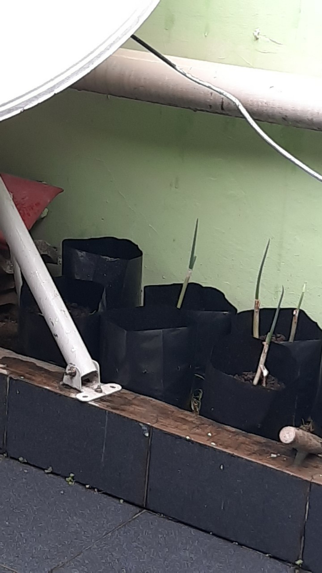 Polibag 25 X 25 Cm 20 Lembar Tebal Kuat