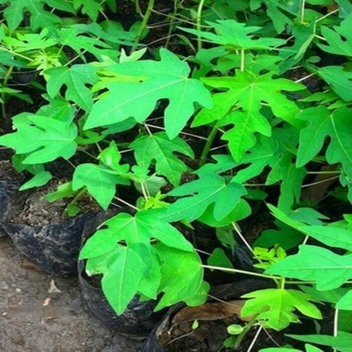 bibit tanaman buah pepaya kates california