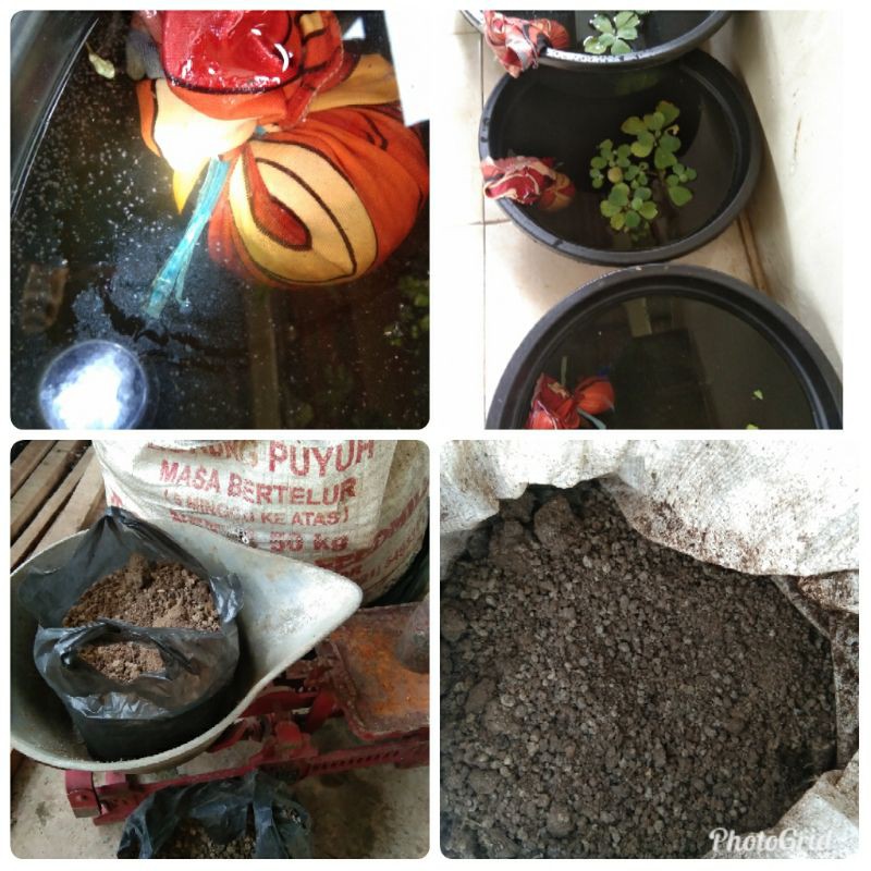 Kohe Puyuh / Kotoran Puyuh