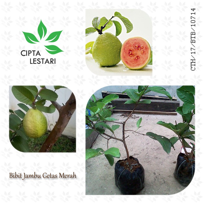 Bibit Pohon Jambu Biji Merah Pohon Jambu Getas Merah Bibit Buah Jambu Biji